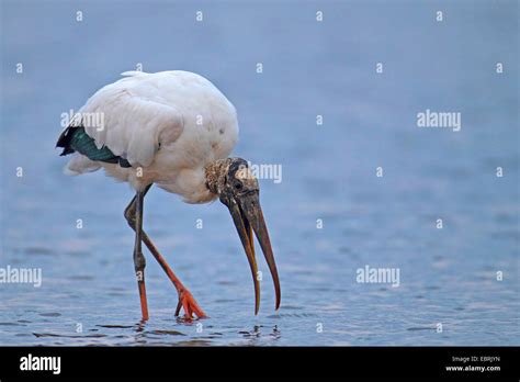 ibis americana-1
